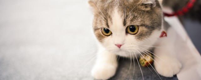 猫咪拦路有什么征兆