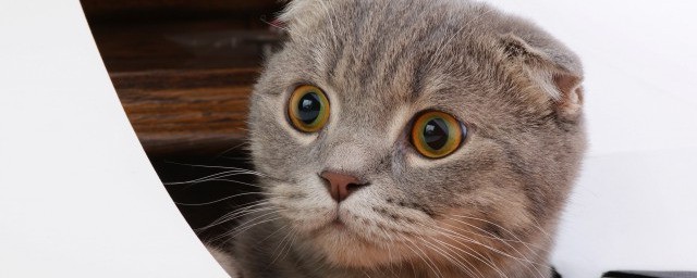 猫狗拦路有什么征兆