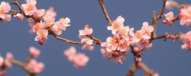 桃花劫什么意思