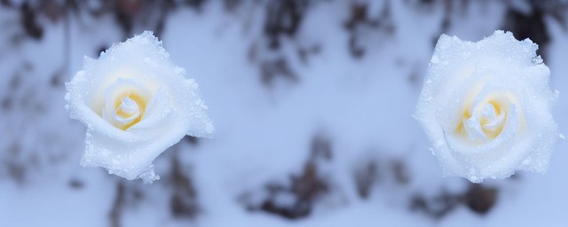 白雪山玫瑰花语