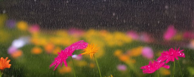 闲看雨落听花语