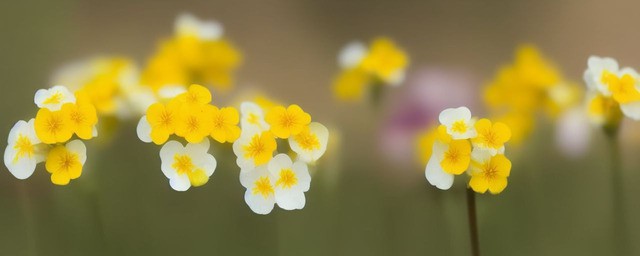 樱花草的花语是什么