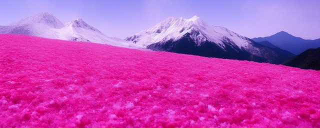 粉雪山玫瑰花语
