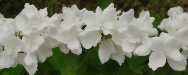 白色桔梗花花语