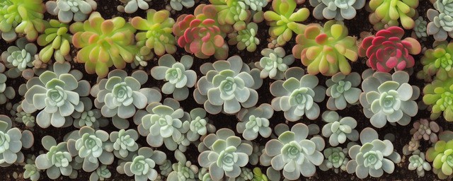 多肉植物花语大全