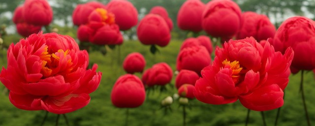 红色洋牡丹花语