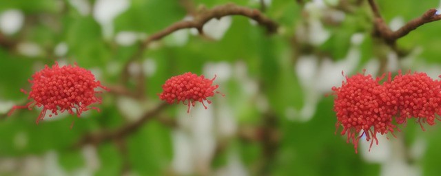 红豆花语是什么