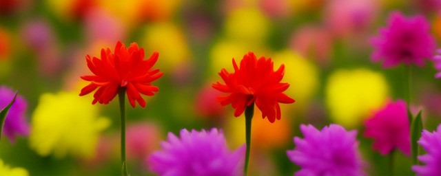 什么花的花语是冷漠