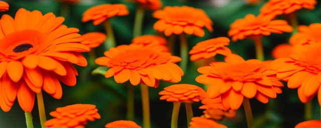 橙色非洲菊花语