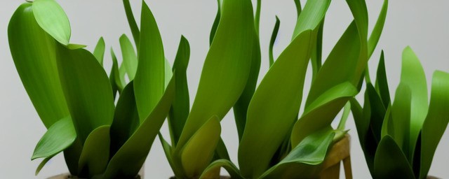 虎尾兰的花语及寓意