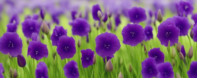 紫色洋桔梗花的花语
