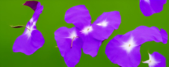 紫色牵牛花花语