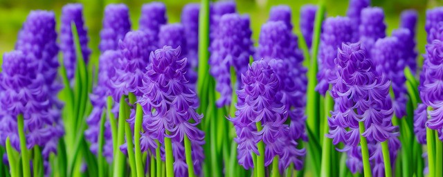 紫色的风信子花语