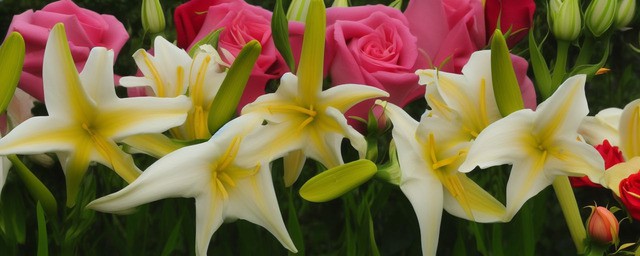 百合与玫瑰搭配的花语