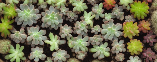 多肉植物的花语
