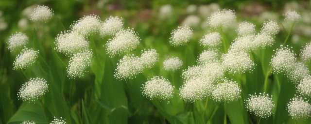 百合满天星花语是什么