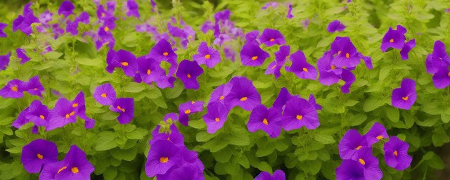 矮牵牛花的花语