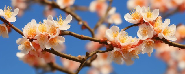 杏花花语及寓意