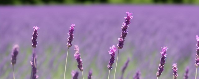 粉色薰衣草花语