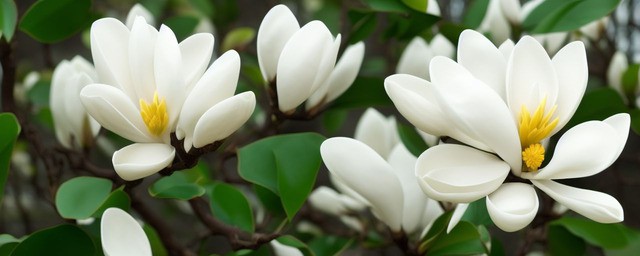 白玉兰花的花语