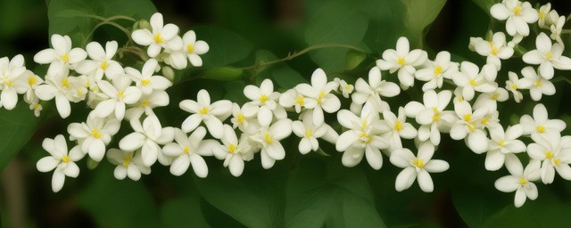 双色茉莉的花语