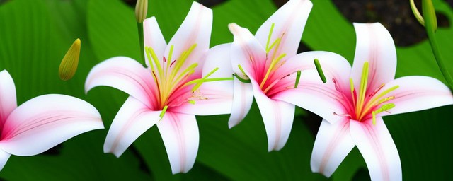 百合花花语和寓意