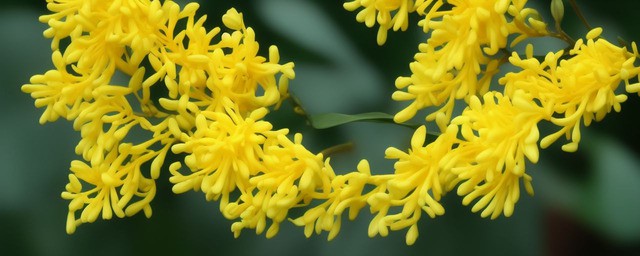 桂花花语是什么