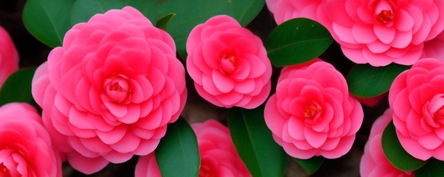 茶花花语是什么