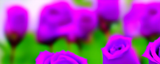 紫色玫瑰花花语