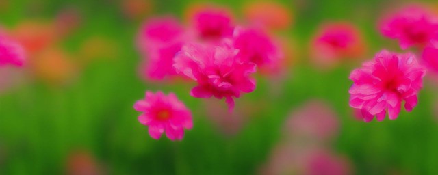 花语永恒的爱是什么花
