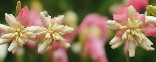 夜来香的花语是什么