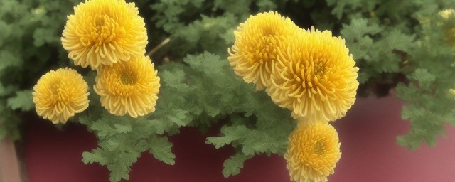 来姨妈可以喝菊花