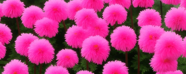 粉色乒乓菊花语