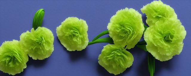 绿色康乃馨花语