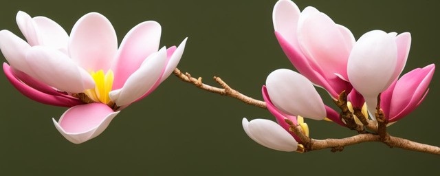 magnolia花语