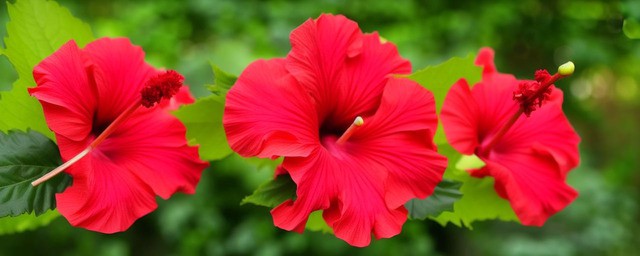 木槿花花语是什么