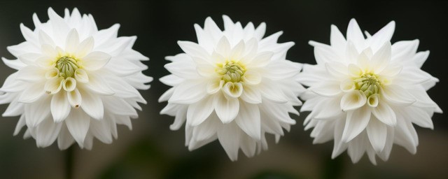 白色大丽花花语