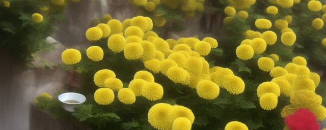 来姨妈可以喝菊花吗
