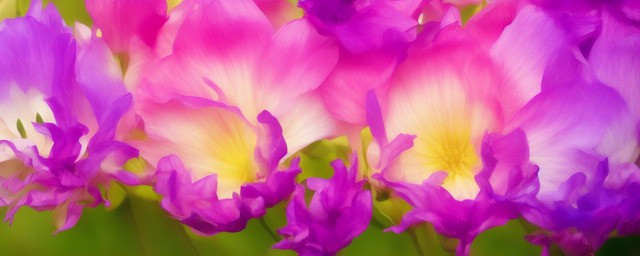 永生花花语含义