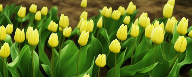 绿色郁金香花语