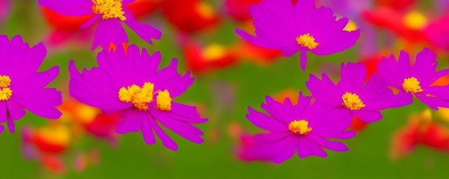 波斯菊花的花语