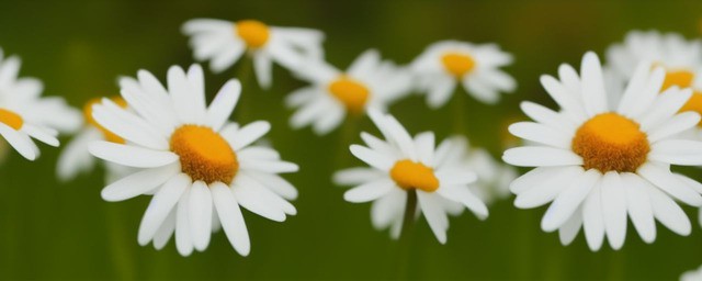 雏菊花语和寓意