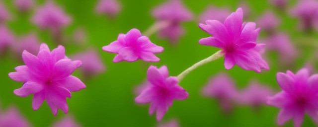粉色桔梗花的花语