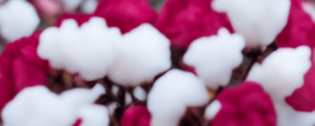 棉花花语是什么
