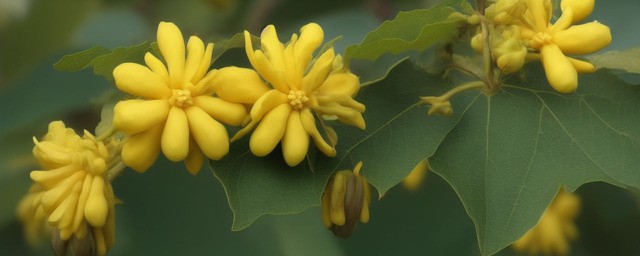 澳洲腊梅的花语