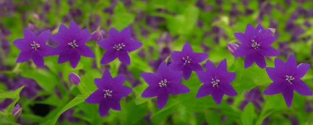 紫色桔梗花花语