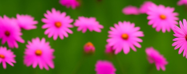 粉色小雏菊的花语