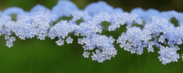蓝色满天星花语和寓意