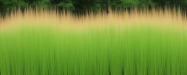 狗尾巴草的花语是什么