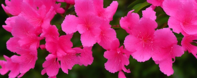 粉色杜鹃花花语